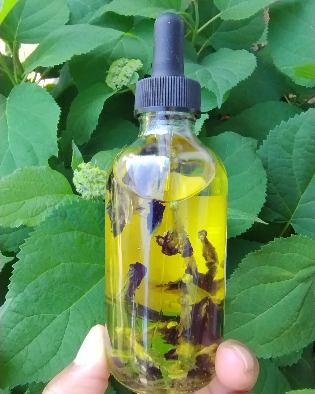 Butterfly Pea Lavender Face & Body Oil